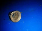 682-42716-00-00 For Handle Steering 682-42111-00-EK Yamaha Mariner 9.9HP 15HP? Used. Price: $29.00.